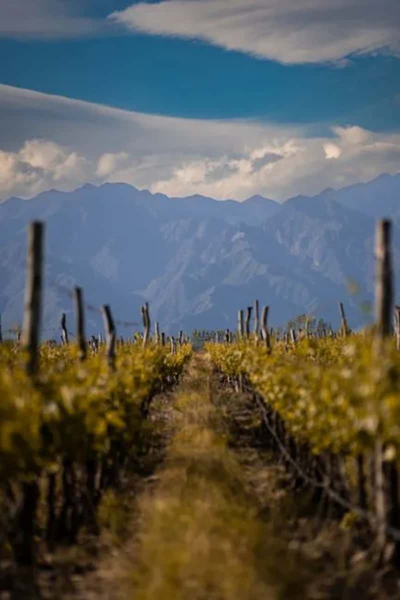 Mendoza, Argentina (Image Credits: Pexels)
