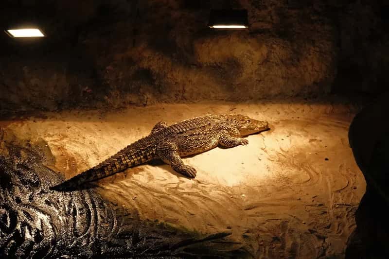 The Underground Twist: Cave Crocodiles Turning Orange (Image Credits: Unsplash)