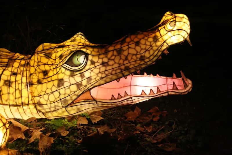 What Happens When Someone Dies in the Pond - and the Crocodiles Respond (Image Credits: Unsplash)