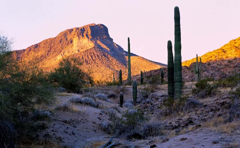 Saguaro National Park - Iconic Cacti Sans Heat (Image Credits: Unsplash)