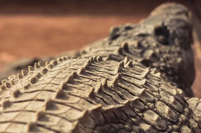 The Smallest Crocodile in the World - and It's Basically Wearing Body Armor (Image Credits: Unsplash)
