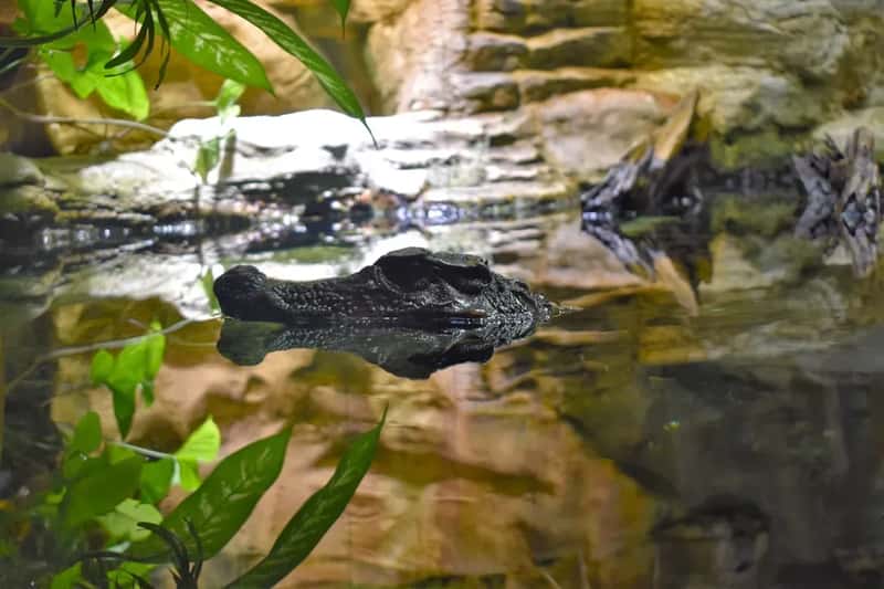 Paga, Ghana: Where Each Crocodile Holds a Human Soul (Image Credits: Unsplash)