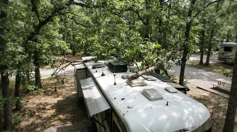 #15 - The Pretty Shade Tree That Targets Your Roof (Image Credits: Gemini)