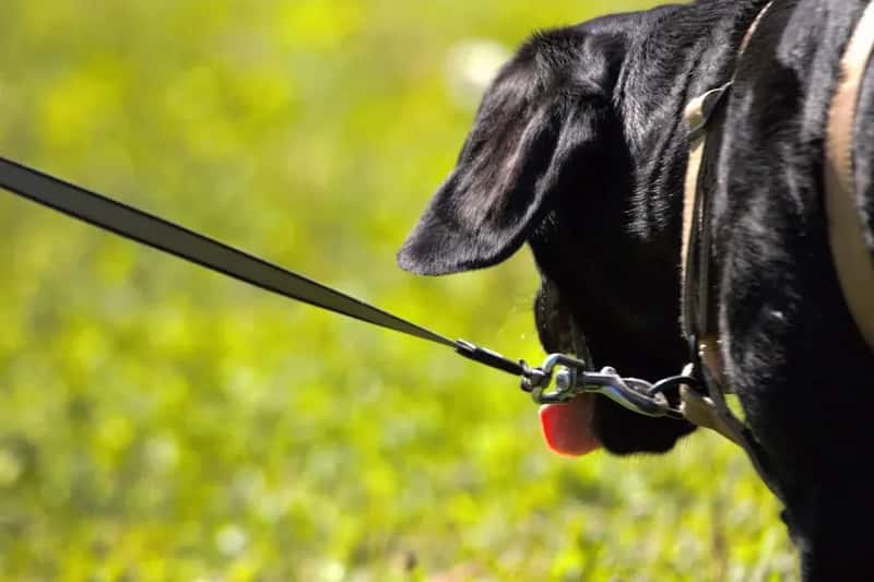 #8 - A Sturdy, Correctly Fitted Leash (Plus a Backup) (Image Credits: Unsplash)