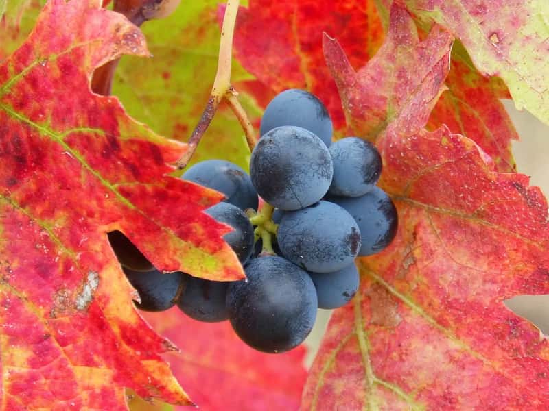 Priorat, Spain (Image Credits: Pixabay)
