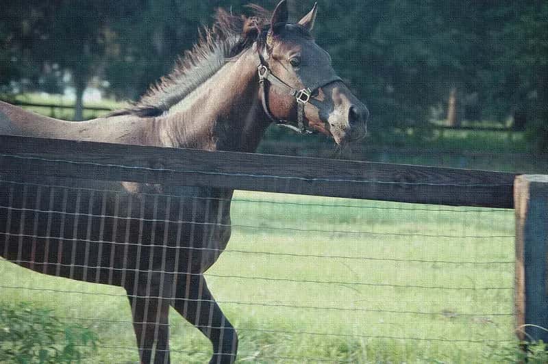 1. Ocala - The Horse Capital With a Budget-Friendly Bite (Image Credits: Flickr)