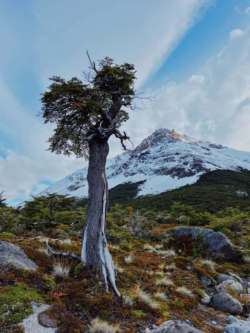 Chile's Gran Abuelo: A Challenger With an Asterisk (Image Credits: Pexels)
