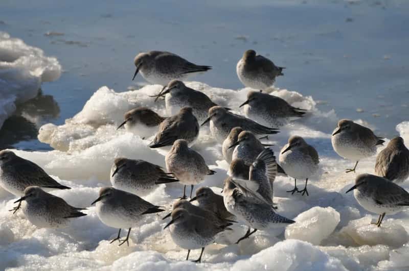 11. Seasonal crowding from snowbirds (Image Credits: Unsplash)