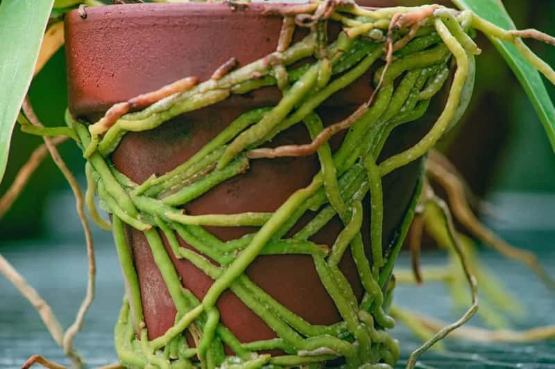 #12 - Check the Roots Before You Do Anything Else (Image Credits: Unsplash)