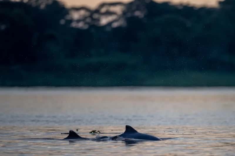A Fragile Future for the River's Guardians (Image Credits: Unsplash)