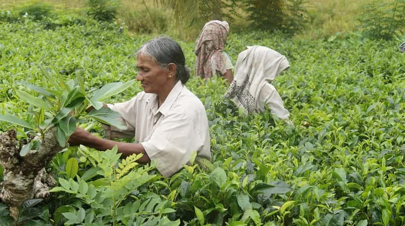 Sri Lanka: a tea nation that drinks its own product (Image Credits: Pixabay)