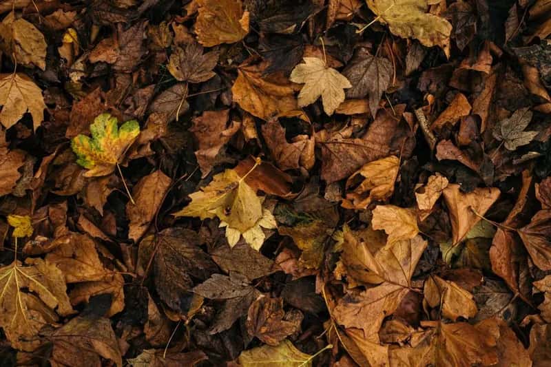 #1 - Fall Is When the Real Garden Work Happens - and Almost Everyone Skips It (Image Credits: Pexels)