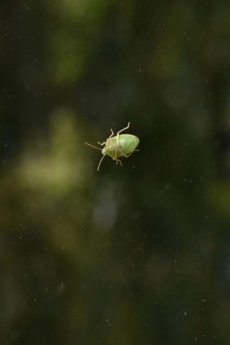 3. Signs of pest infestation (Image Credits: Unsplash)