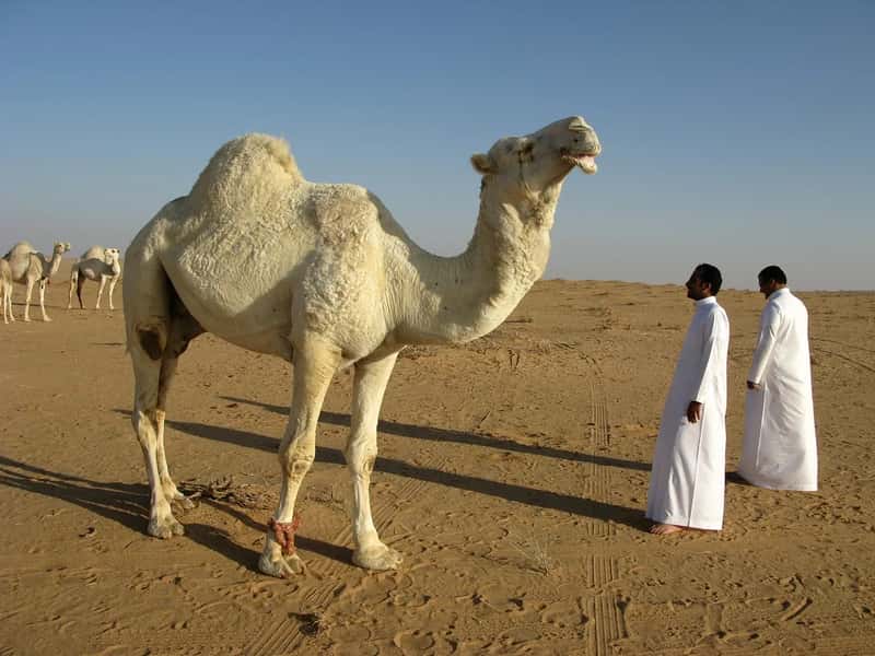 Saudi Arabia: a country that shattered the desert stereotype (Image Credits: Pixabay)