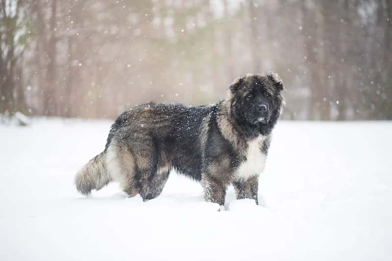 5. Caucasian Shepherd (Image Credits: Pixabay)