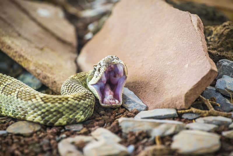 Understand Bite Statistics and Medical Reality (Image Credits: Shutterstock)