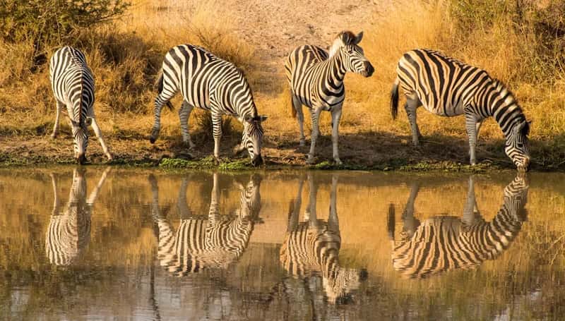 South Africa: An English-Official Safari Destination (Image Credits: Unsplash)