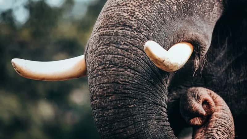 7. Ivory and Wildlife Products From African Safari Countries (Image Credits: Pexels)