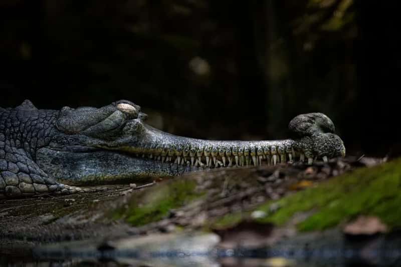 Loango National Park, Gabon (Image Credits: Pexels)