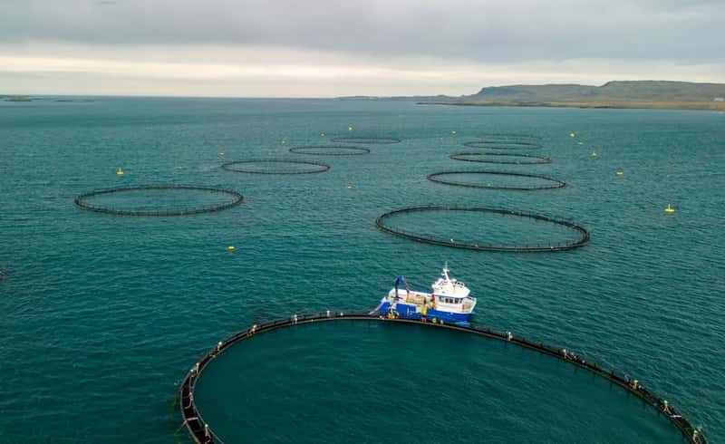 Why Aquaculture Overtook Wild Catch (Image Credits: Unsplash)
