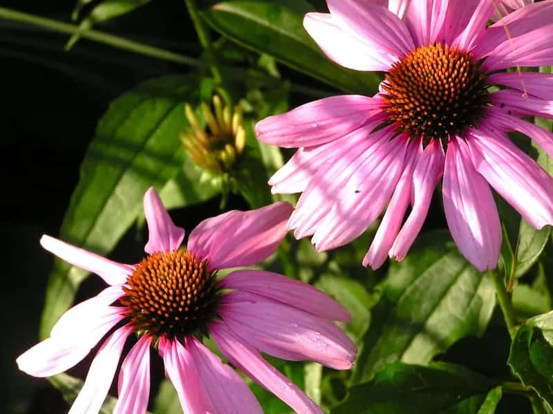 #9 - They Plant Coneflowers as a Perennial, Season-Long Food Source (normanack, Flickr, CC BY 2.0)
