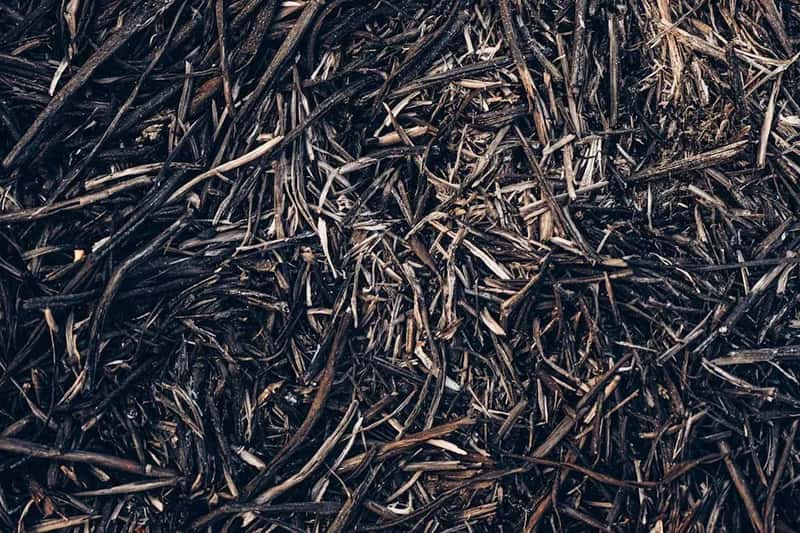 #15 - Choose Triple-Shred Over Single-Shred for Tighter Weed Suppression (Image Credits: Pexels)