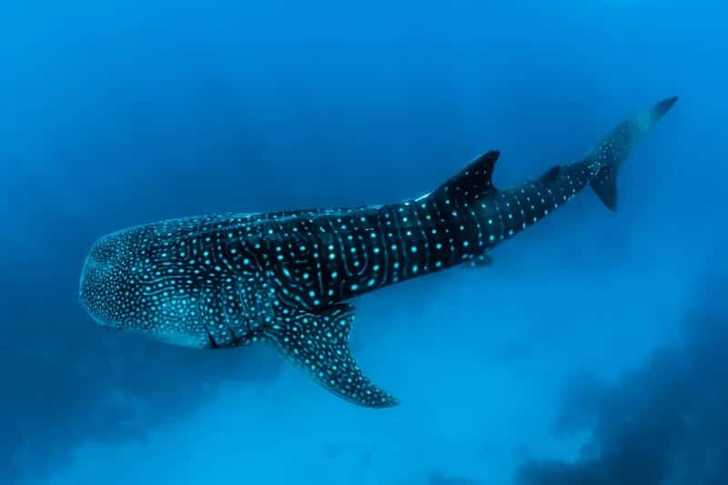 The Whale Sharks: Nature's Greatest Spectacle Starts Right Now (Image Credits: Unsplash)