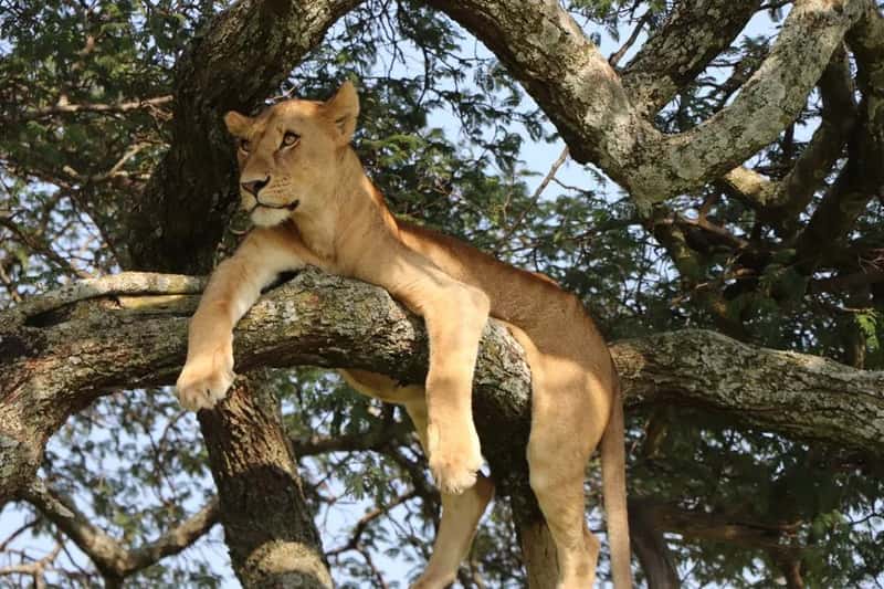 Ishasha, Where the Branches Hold the Pride (Image Credits: Pexels)