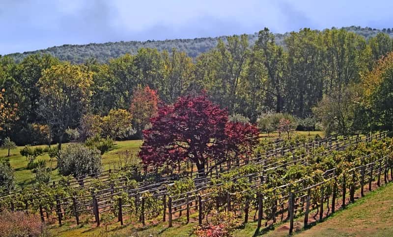 Journey Through Hallowed Ground, Pennsylvania to Virginia (Image Credits: Unsplash)