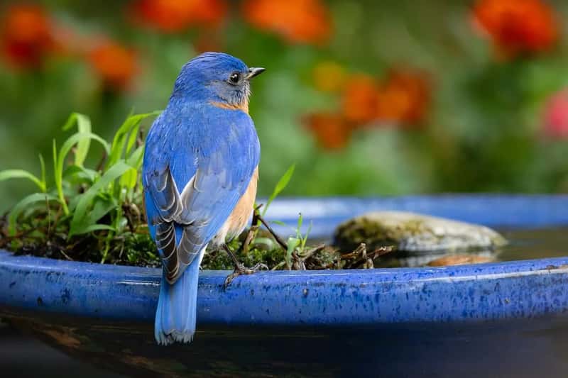 #11 - Install Moving Water, Not Just a Static Bird Bath (Image Credits: Pixabay)