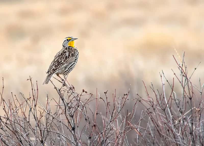 #11 - Eastern Meadowlark: The Voice of American Farmland, Going Silent (Image Credits: Pixabay)