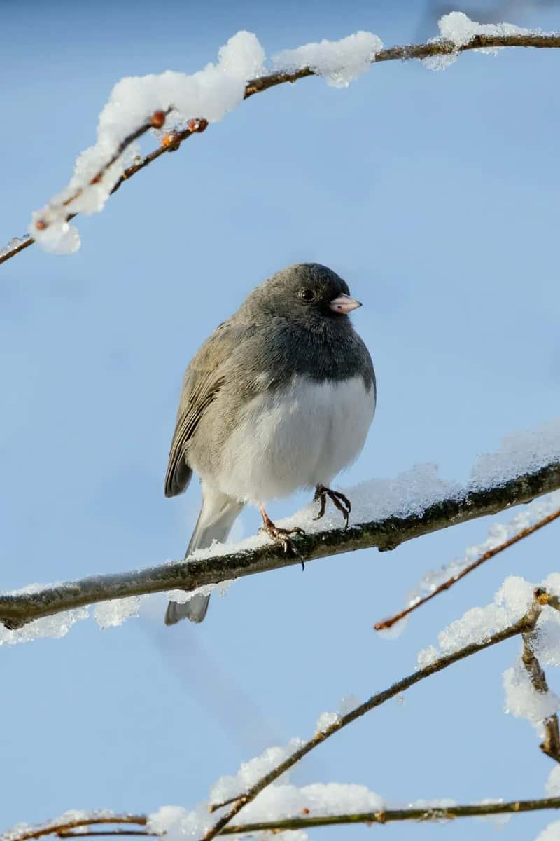 #7 - Dark-eyed Junco: The "Snowbird" Vanishing by the Hundreds of Millions (Image Credits: Unsplash)