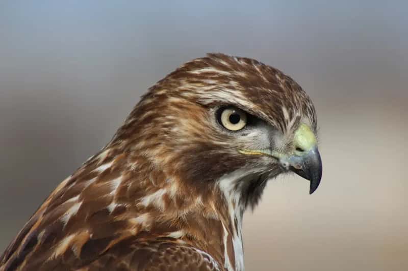 #2 - Hawks Are Regularly Hunting Near Your Feeder and You Haven't Noticed (Image Credits: Unsplash)