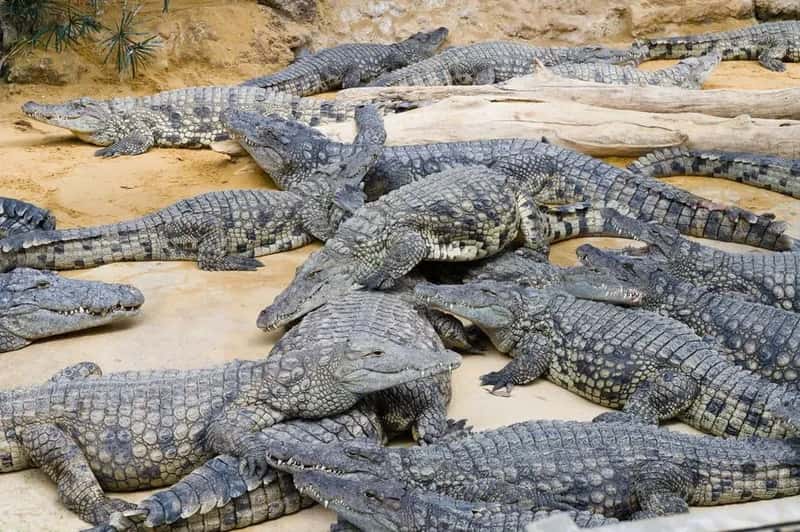 Science Didn't Recognize This Species Until 2011 - But Communities Knew All Along (Image Credits: Pexels)