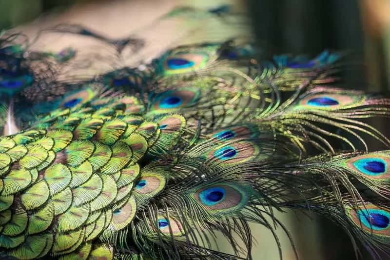 4. Exotic Bird Feathers (Image Credits: Pexels)