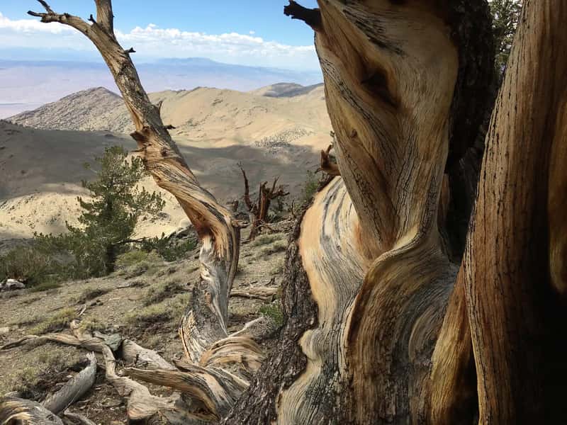 The Older Bristlecones You Can't Name (By Janine Sprout, CC BY-SA 4.0)