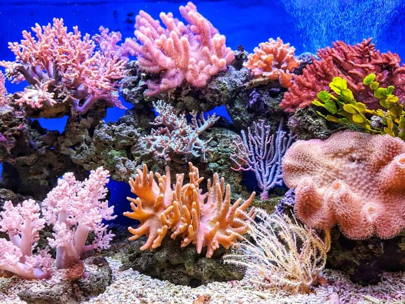 6. Coral, Seashells, and Protected Marine Life (Image Credits: Unsplash)