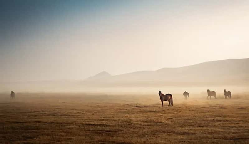 Mongolia: Where Wilderness Still Rules (Image Credits: Unsplash)