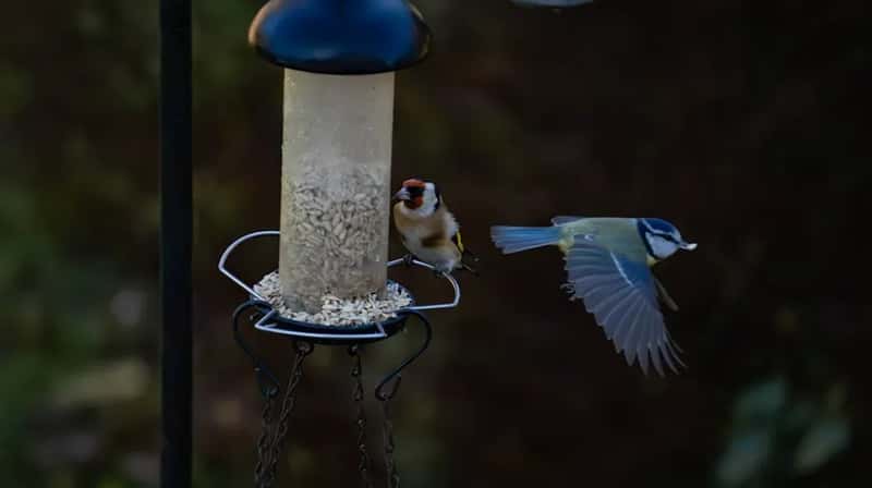 #12 - The Feeder Is Positioned in the Wrong Place (Image Credits: Unsplash)