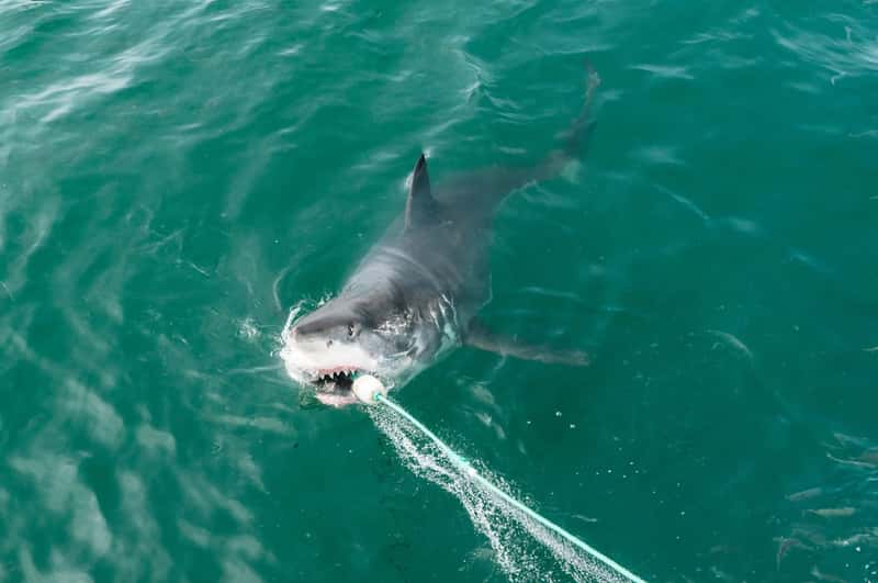 South Africa: Great White Territory (Image Credits: Unsplash)