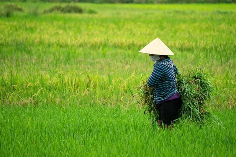 Global Rice Output Hits Record 520 Million Tons