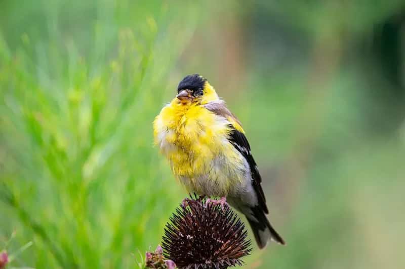 #3 - It's Nesting Season and They're Simply Not Hungry for Feeder Food (Image Credits: Pexels)