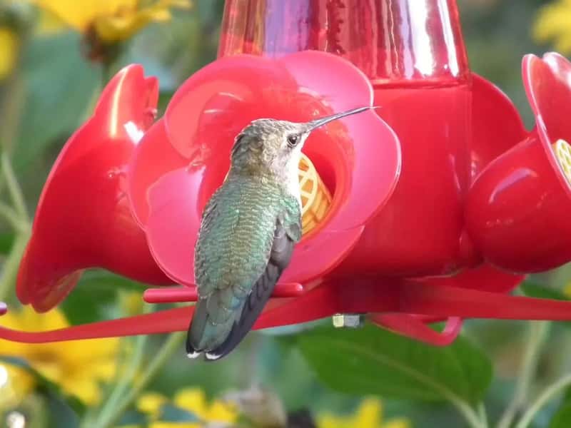 #3 - Multiple Feeders Placed Out of Sight of Each Other Is a Game-Changer (By GeoffClarke, CC BY-SA 3.0)