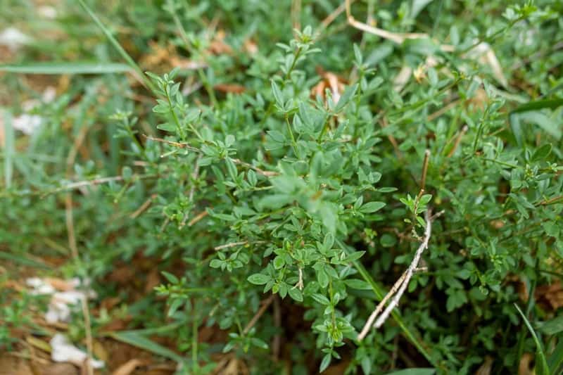5. Thyme (Image Credits: Unsplash)
