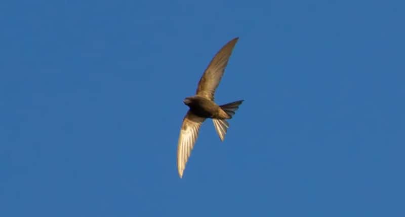 #10 - Chimney Swift: The Clockwork Migrant Losing Its Clockwork World (Image Credits: Pixabay)