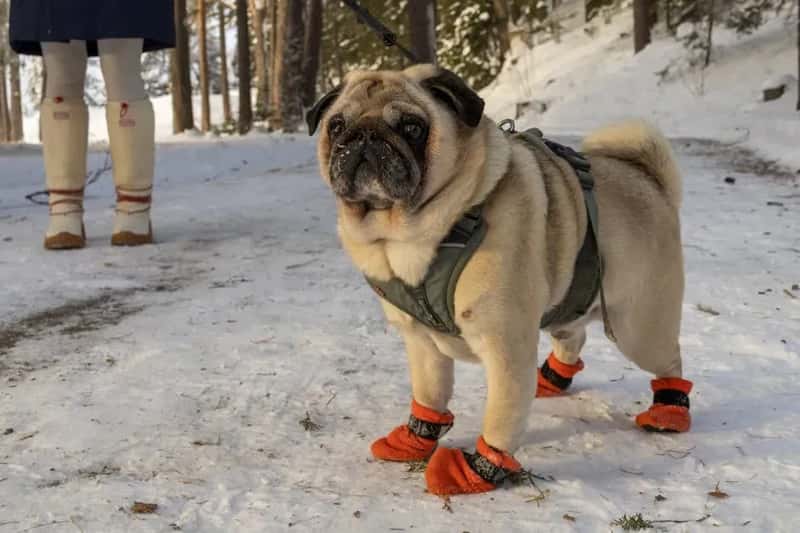 #5 - Dog Boots or Paw Balm (Image Credits: Pexels)