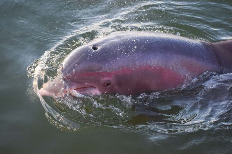 The Amazon's Pink River Dolphin Is Facing a Growing Threat
