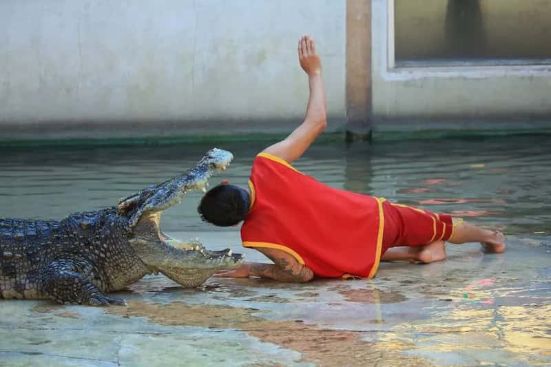 What Happens When Someone Drowns - and the Crocodiles Don't Touch the Body (Image Credits: Unsplash)