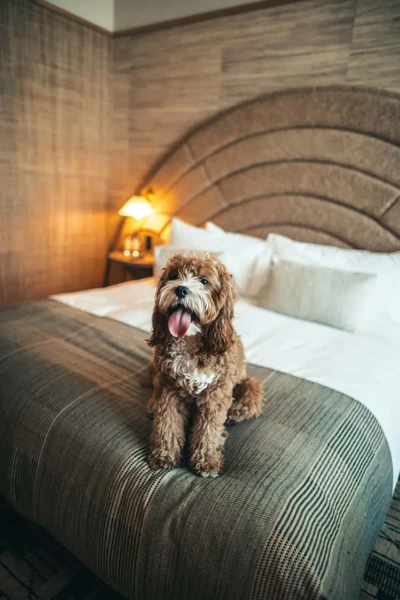 #9 - Sneaking In Extra People or Unauthorized Pets (Image Credits: Unsplash)