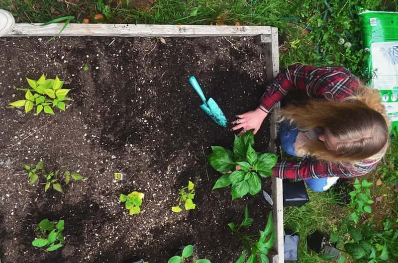 #8 - Crop Rotation Isn't Just for Farmers - It's What Saves Backyard Beds (Image Credits: Unsplash)